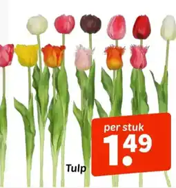 Wibra Tulp aanbieding