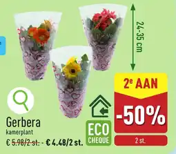 ALDI Gerbera kamerplant aanbieding