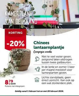 AVEVE Chinees lantaarnplantje aanbieding
