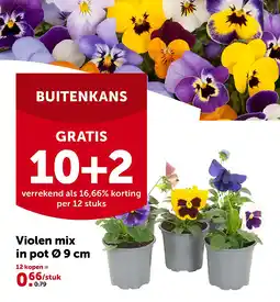 AVEVE Violen mix in pot Ø 9 cm aanbieding