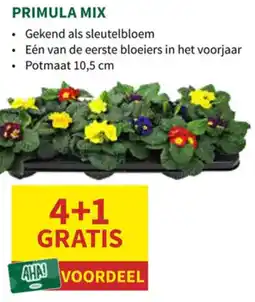 Horta Primula Mix aanbieding