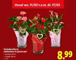 Lidl Zantedeschia en anthuriums in glazen pot aanbieding