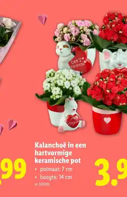 Lidl Kalanchoë in een hartvormige keramische pot aanbieding