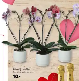 Jumbo Valentijn planten aanbieding