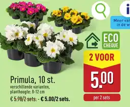 ALDI Primula aanbieding
