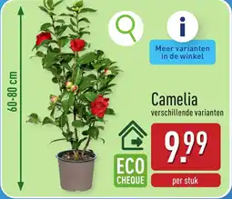ALDI Camelia aanbieding