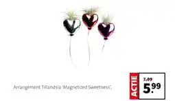 Intratuin Arrangement Tillandsia Magnetized Sweetness aanbieding