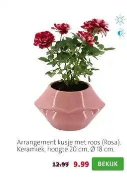 Intratuin Arrangement kusje met roos rosa aanbieding