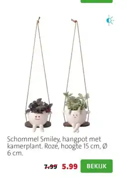 Intratuin Schommel Smiley hangpot met kamerplant aanbieding