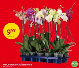 Brico Orchidee phalaenopsis aanbieding