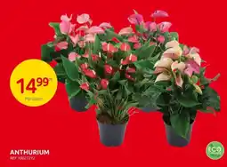 Brico Anthurium aanbieding