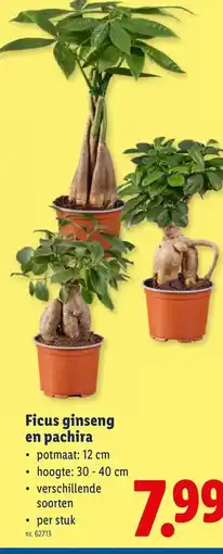 Lidl Ficus ginseng en pachira aanbieding