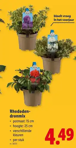 Lidl Rhododendronmix aanbieding