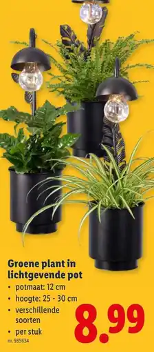 Lidl Groene plant in lichtgevende pot aanbieding