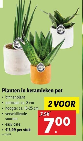 Lidl Planten in keramieken pot aanbieding