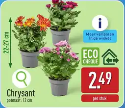 ALDI Chrysant aanbieding