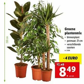 Lidl Groene plantenmix aanbieding