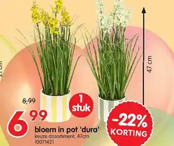 Yess bloem in pot 'dura' aanbieding