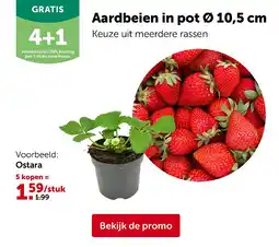AVEVE Ostara aanbieding