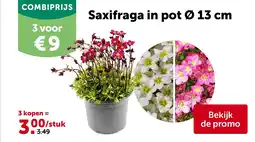AVEVE Saxifraga in pot Ø 13 cm aanbieding