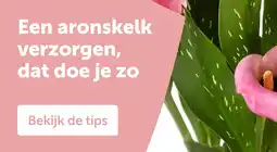 AVEVE Een aronskelk verzorgen, dat doe je zo aanbieding