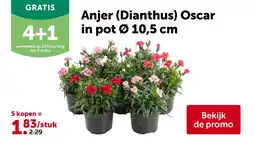 AVEVE Anjer (Dianthus) Oscar in pot Ø 10,5 cm aanbieding
