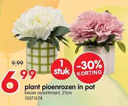 Yess plant pioenrozen in pot aanbieding
