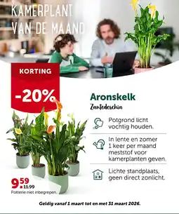 AVEVE KAMERPLANT VAN DE MAAND aanbieding