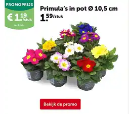 AVEVE Primula’s in pot Ø 10,5 cm aanbieding