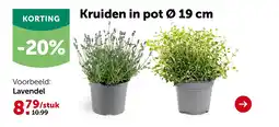 AVEVE Lavendel aanbieding