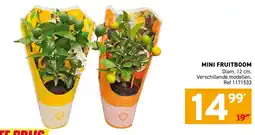 Trafic MINI FRUITBOOM aanbieding