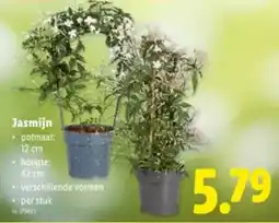 Lidl Jasmijn aanbieding