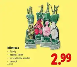 Lidl Klimroos aanbieding