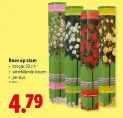 Lidl Roos op stam aanbieding