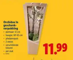 Lidl Orchidee in geschenk- verpakking aanbieding