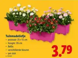 Lidl Tuinmadeliefje aanbieding