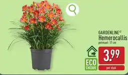 ALDI Gardenline hemerocallis aanbieding