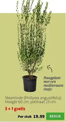 Intratuin Steenlinde aanbieding