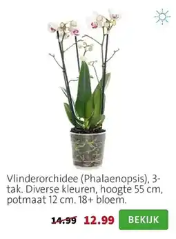 Intratuin Vlinderorchidee aanbieding