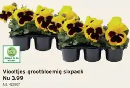 GAMMA Viooltjes grootbloemig sixpack aanbieding