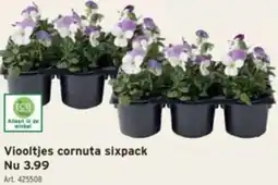 GAMMA Viooltjes cornuta sixpack aanbieding