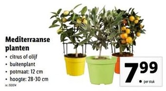 Lidl Mediterraanse planten aanbieding