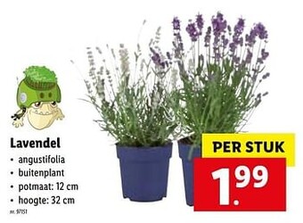 Lidl Lavendel aanbieding