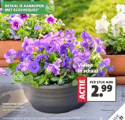 Intratuin Violen in schaal aanbieding