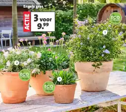 Intratuin Engels gras aanbieding