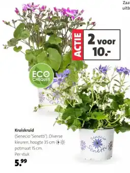 Intratuin Kruiskruid aanbieding
