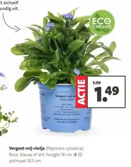 Intratuin Vergeet-mij-nietje aanbieding