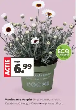 Intratuin Marokkaanse Margriet aanbieding