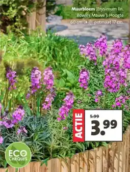 Intratuin Muurbloem aanbieding