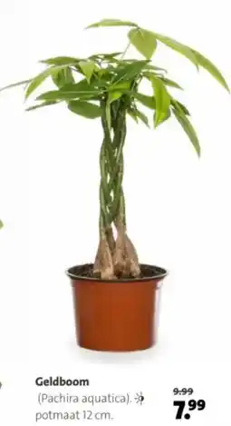 Intratuin Geldboom aanbieding